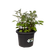 green basics potato pot 33cm living black