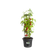 green basics tomato pot 33cm living black