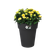 green basics top planter hoch 35cm living schwarz
