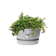 greenville bowl 33cm living concrete