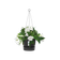 greenville hanging basket 24cm living black