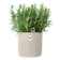 happy herbs 14cm bianco lino