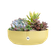 jazz bowl 28cm cream yellow