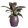 june split high 46cm vintage plum