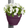 vibia campana regenpijpbakje 22cm esdoorn paars