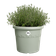 algarve cilindro 25cm Thymian grün