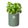 bouncy basil laubgrün