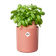 Elho Bouncy Basil 16 Pot De Fleurs Auto-Arrosage Pour Basilic - Marron/Terra Caramel