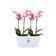 brussels orchidee duo 25cm wit