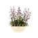brussels oval 36cm soap