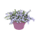 corsica drainpipe clicker 24cm vivid violet
