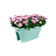 corsica flower bridge 60cm mint