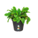 green basics growpot 13cm living black