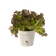 green basics pot de culture 11cm coton blanc
