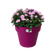 green basics top planter 23cm cherry red