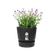 greenville rond 14cm living black