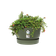 greenville schaal 33cm blad groen