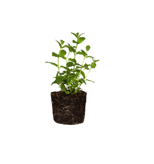 Menthe