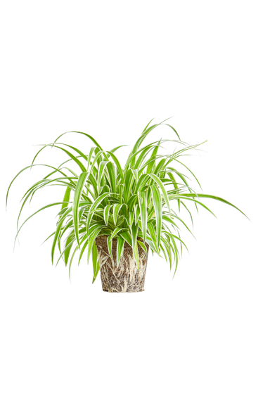 Elho® - chlorophytum comosum Spider plant