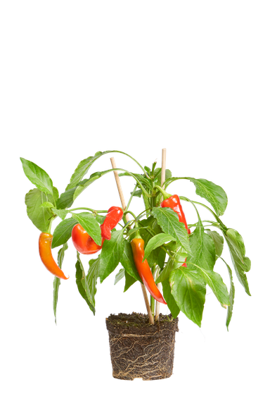 elho® - Capsicum annuum Chili pepper