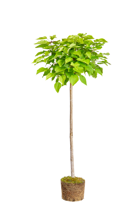 Cigartree or Southern catalpa Cigartree or Southern catalpa - elho ...