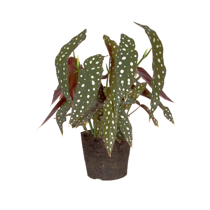 Begonia maculate