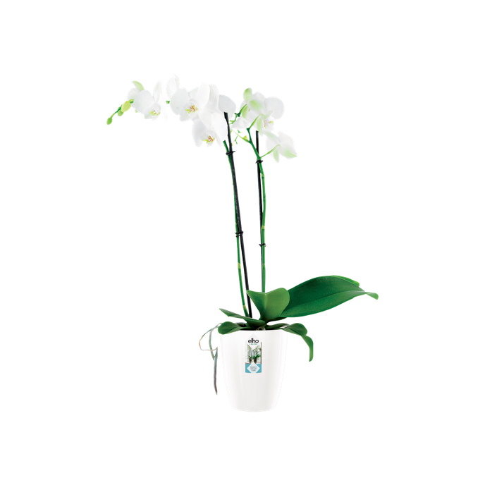 brussels diamond orchidée haut 12,5cm blanc