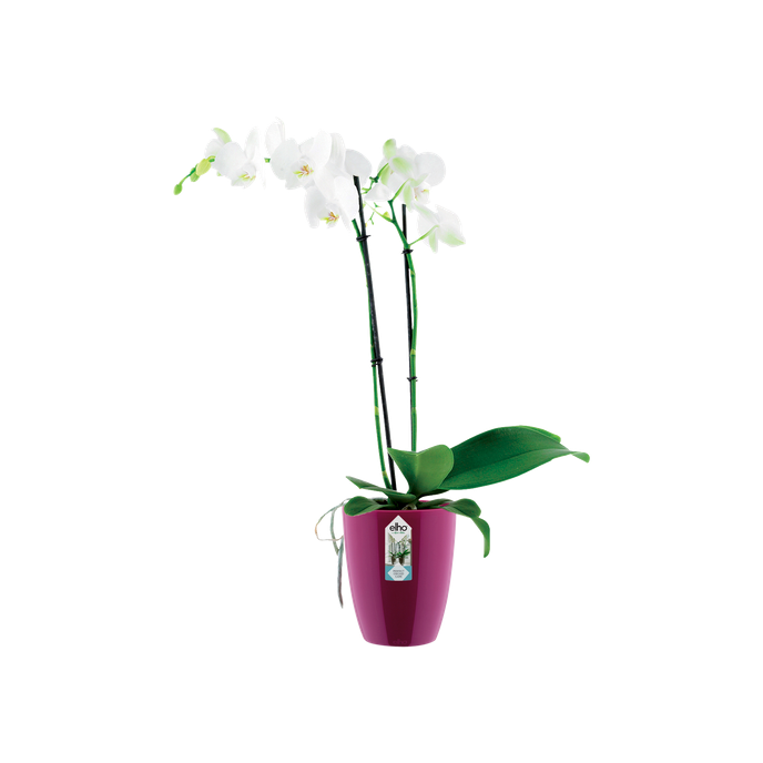 brussels diamond orchidée haut 12,5cm cerise
