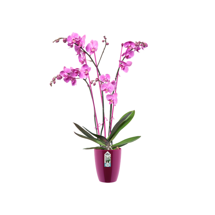 brussels diamond orchidée haut 12,5cm cerise
