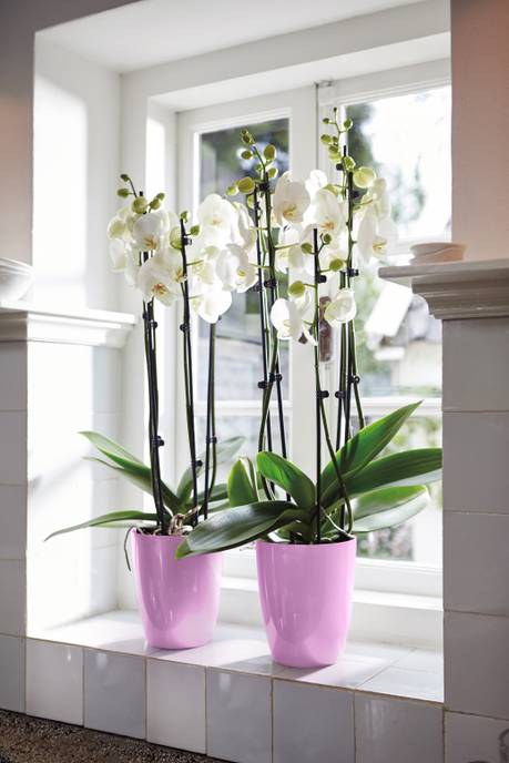 brussels diamond orchidee hoch 12,5cm kräftiges violet