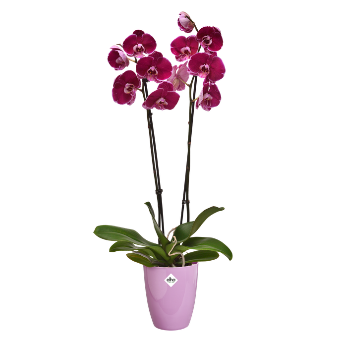 brussels diamond orchidee hoog 12,5cm levendig violet