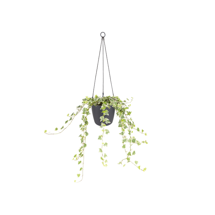 brussels hanging basket 18cm anthracite