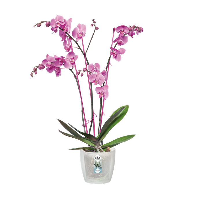 brussels orchid 12,5cm transparente