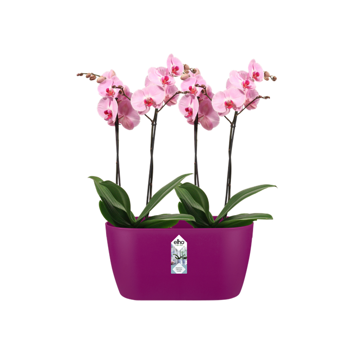 brussels orchid duo 25cm cherry red