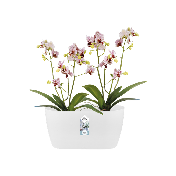 brussels orchid duo 25cm white