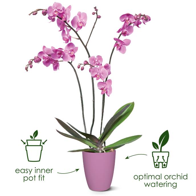 brussels orchid high 12,5cm cherry red