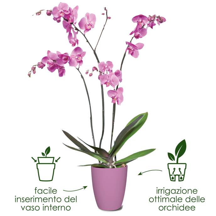 brussels orchid high 12,5cm cherry red