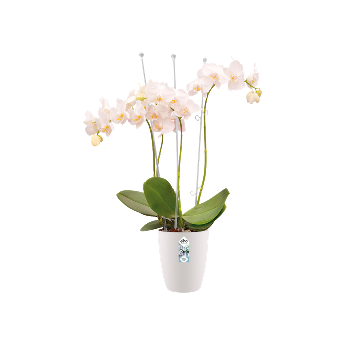 brussels orchid high 12,5cm white