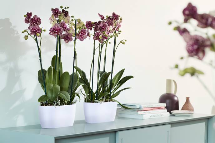 brussels orchidée duo 25cm blanc