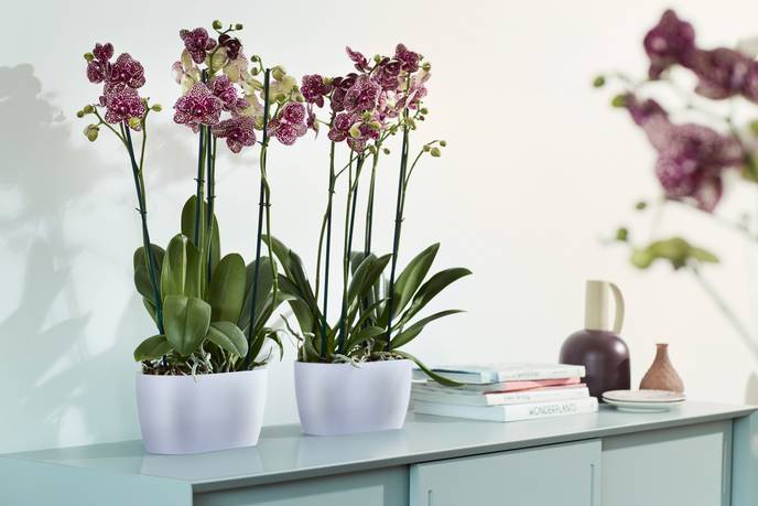 brussels orchidée duo 25cm transparent