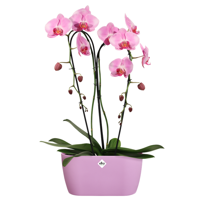 brussels orchidée duo 25cm violet vif