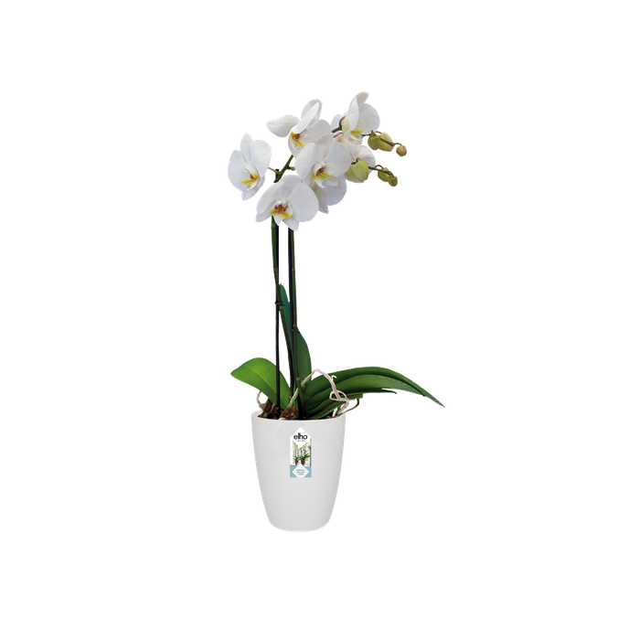brussels orchidée haut 12,5cm blanc
