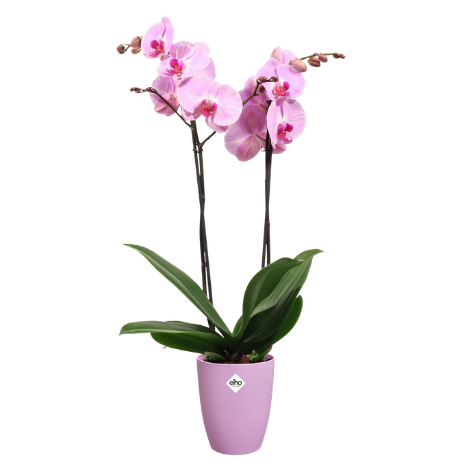 brussels orchidee hoch 12,5cm kräftiges violet
