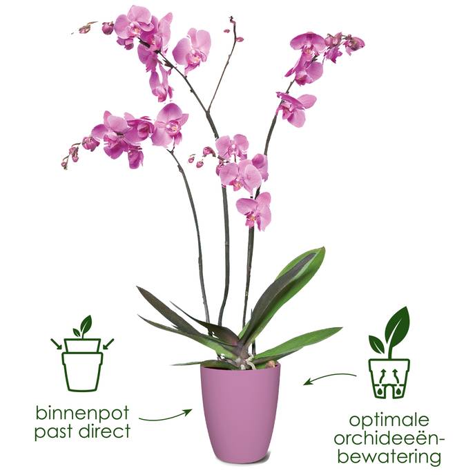 brussels orchidee hoog 12,5cm kers