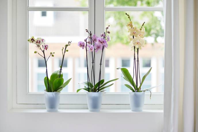 brussels orchidee hoog 12,5cm transparant