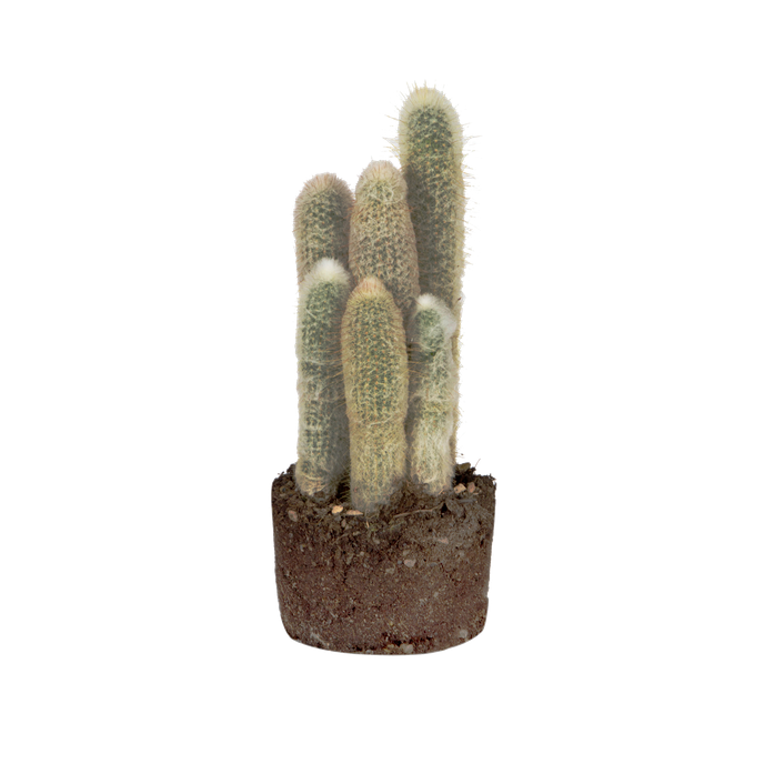 Cactus canarias