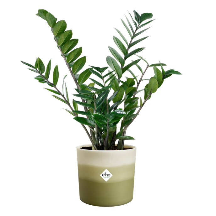 colour gradient round 16cm bamboo green - elho® - Give room to nature