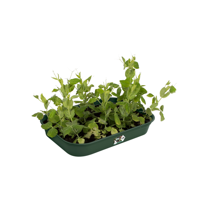 green basics grow tray m leaf green