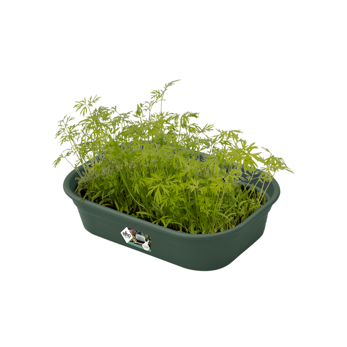 green basics grow tray s leaf green