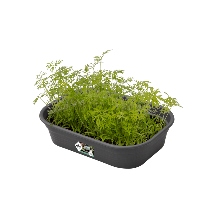 green basics grow tray s living black